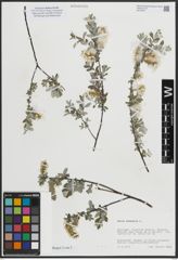 Foto von Salix arenaria L.
